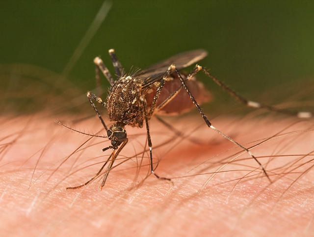 Zakaj imajo komarji še posebej radi tekače?